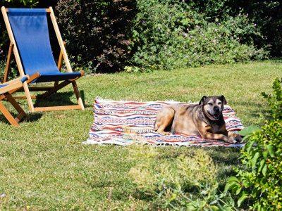 Curlew Cottage: Dogs very welcome, wonderful walks from the door