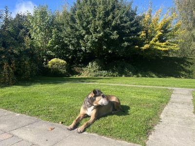 Garden Cottage: Dogs welcome with large, enclosed private garden