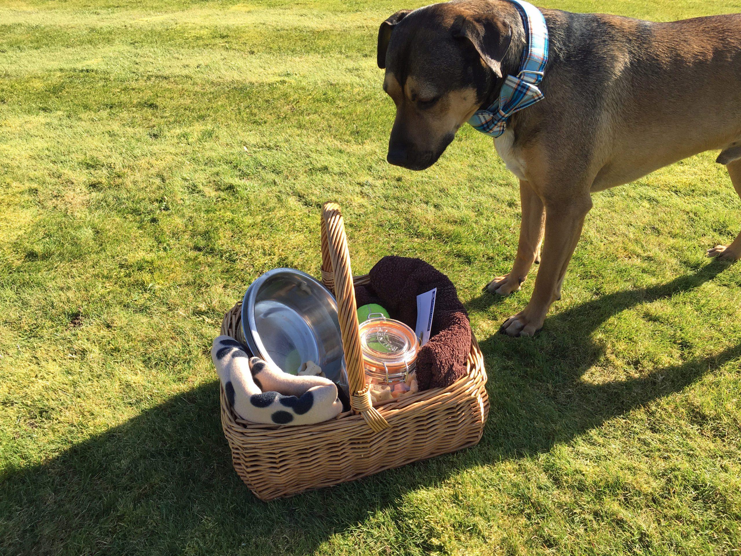 dogs-stay-for-free-dog-friendly-holiday-cottage-accommodation