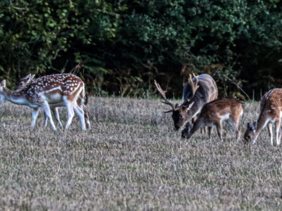 Fallow Deer