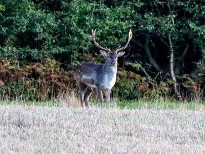 Fallow Buck