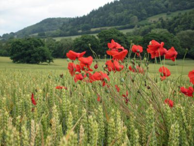 Eaton Manor Country Estate: Poppies in the fields