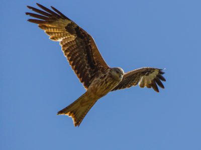 Red Kite