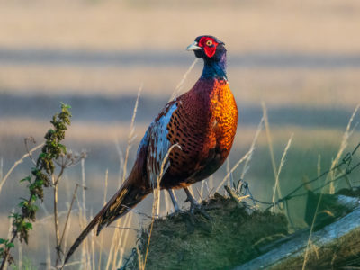 Pheasant