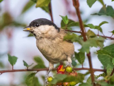 Marsh Tit