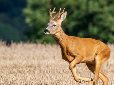 Roe Buck