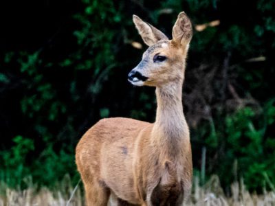 Roe Deer