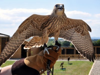 Battlefield Falconry Centre, Shrewsbury