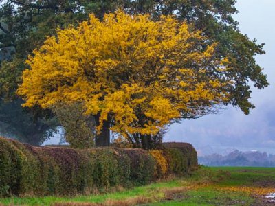 Eaton Manor Country Estate: Autumn view