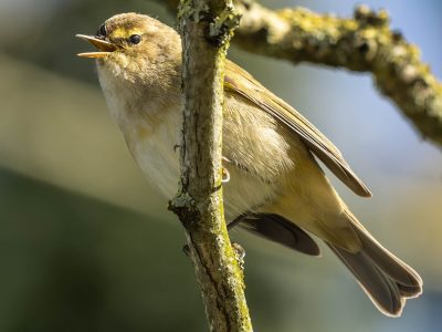 Chiffchaff