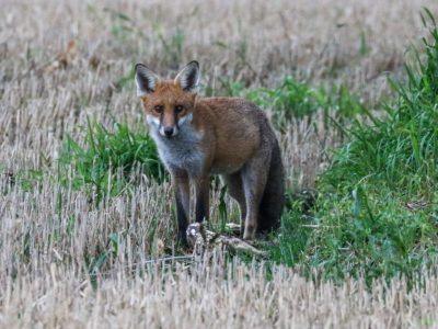 Fox