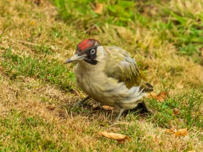 Green Woodpecker