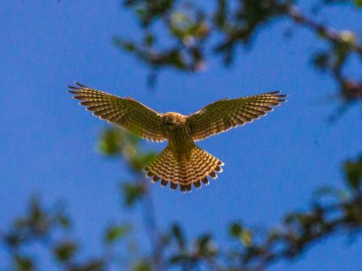 Kestrel