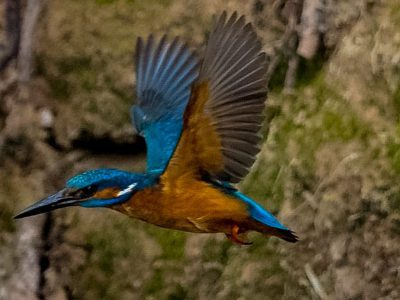 Kingfisher