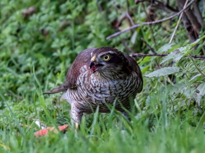 Sparrowhawk