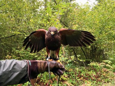 Hawk Walk, Battlefield Falconry, Shrewsbury
